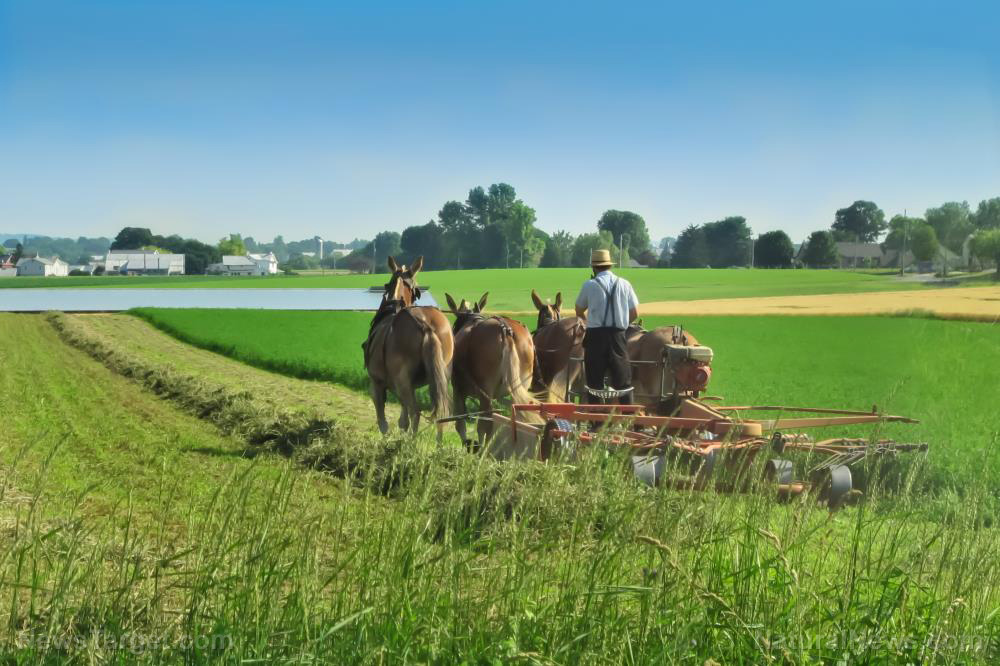 An Amish farmer’s food rights battle   – NaturalNews.com