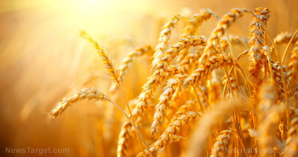 French FM: Russia to control 30% of worldwide wheat exports if Ukraine loses the war