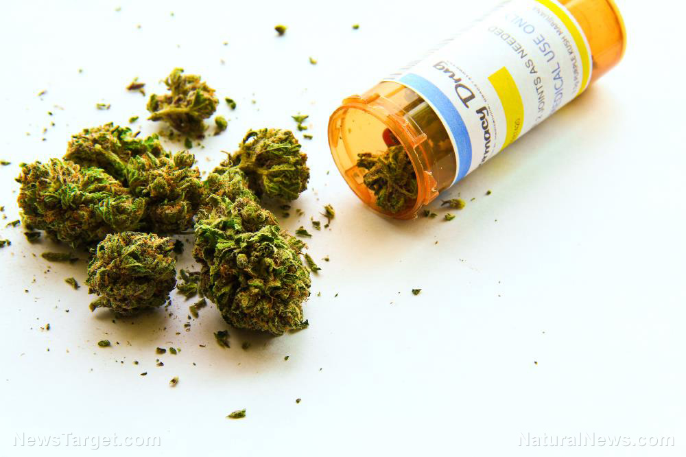 Thailand to RECRIMINALIZE recreational marijuana following spike in cannabis-related hospitalizations and criminal incidents   – NaturalNews.com