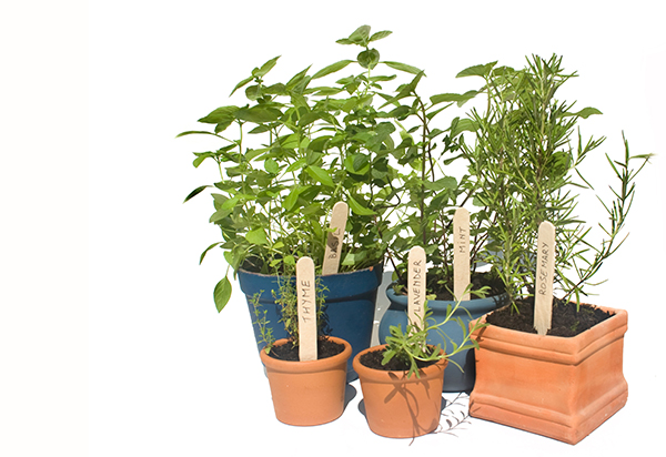 Prepper pharmacy: 17 Medicinal plants you can grow indoors year-round   – NaturalNews.com