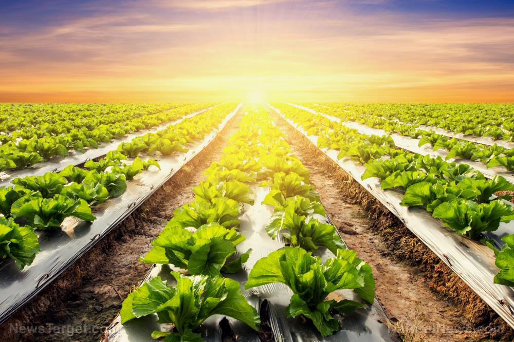 Twelve states sound the alarm: Globalist banks are conspiring with the UN to WIPE OUT U.S. farms and food production   – NaturalNews.com
