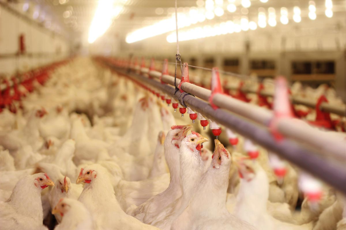 Massive fire engulfs Texas chicken plant as global elites ramp up calls for world to stop eating meat   – NaturalNews.com