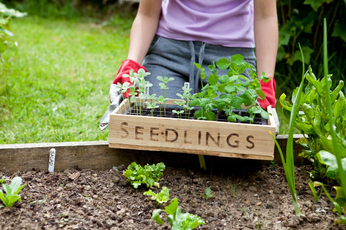 Scaremongering climate “experts” spread absurd myth that HOME GARDENING is hazardous for the planet   – NaturalNews.com