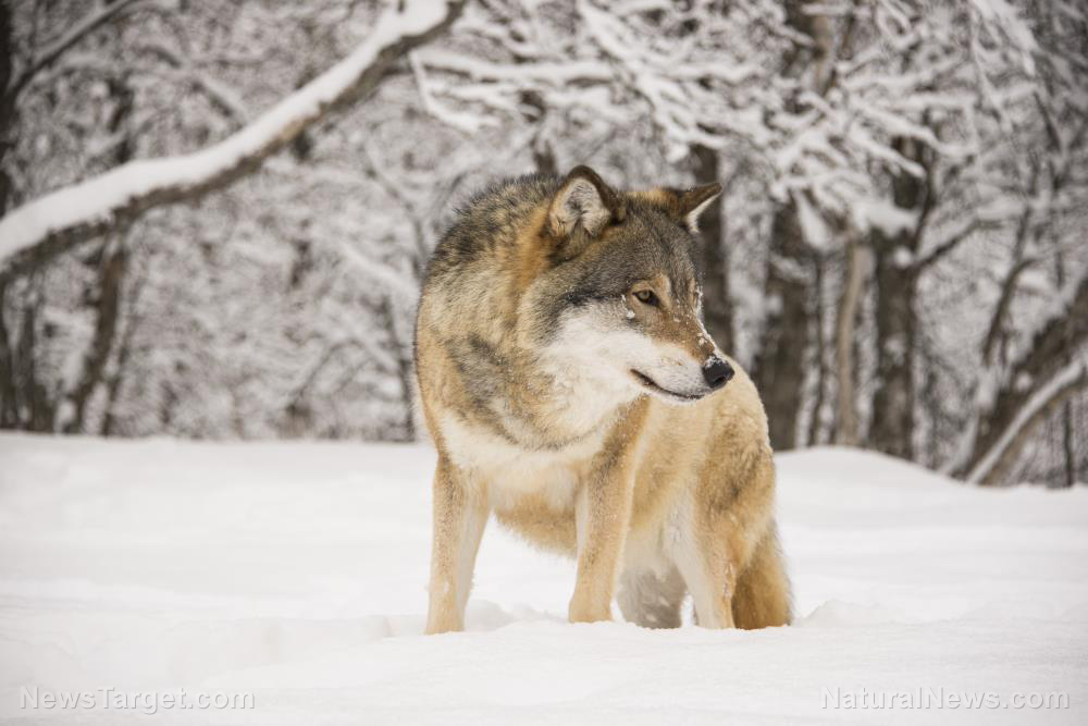 STUDY: Chernobyl’s mutant wolves may have developed cancer resistance   – NaturalNews.com