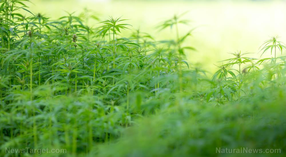 Lawmakers demand explanation from Biden’s DOJ regarding the proliferation of ILLEGAL CCP-linked marijuana farms