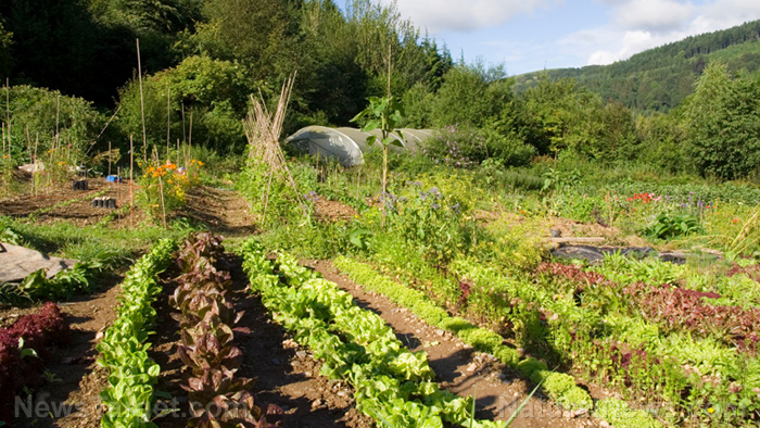 Home gardening basics: How to grow these 5 vegetables that maximize your crop yield   – NaturalNews.com