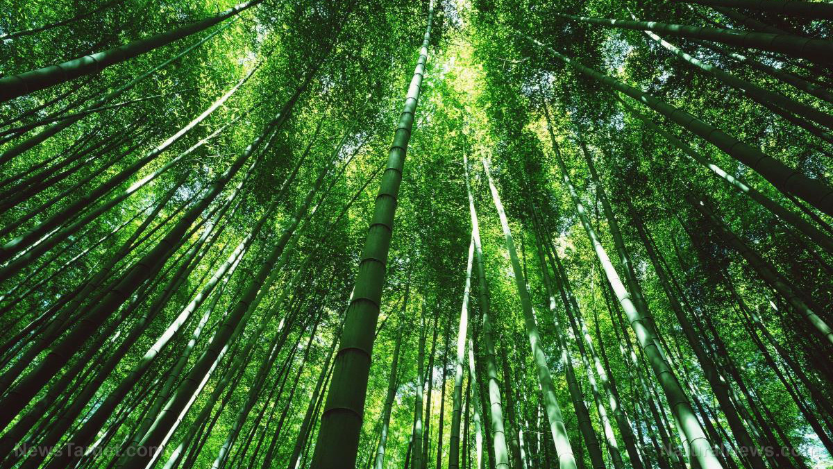 World’s forests are in better shape than many people realize   – NaturalNews.com