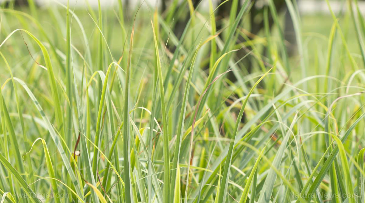 Here are 9 amazing benefits of regularly drinking lemongrass tea   – NaturalNews.com