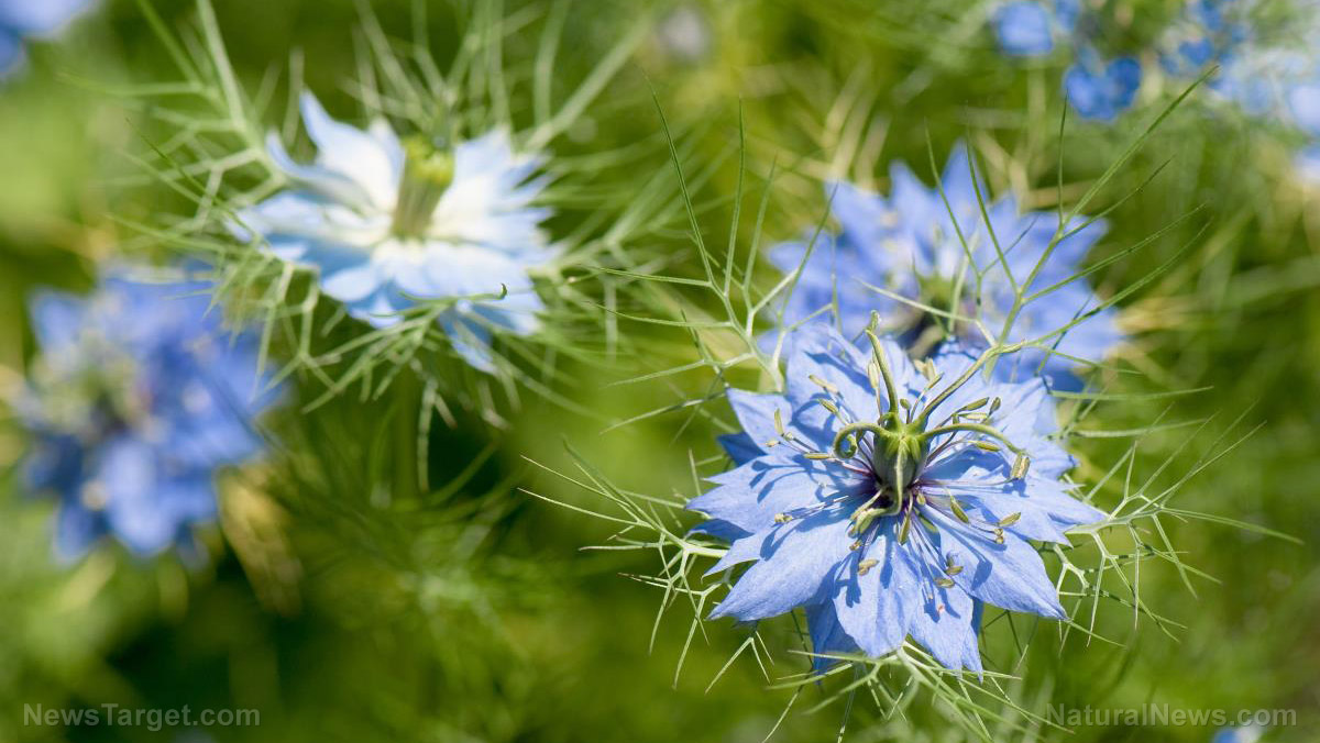 Exploring the anti-parasitic properties of fennel flower   – NaturalNews.com