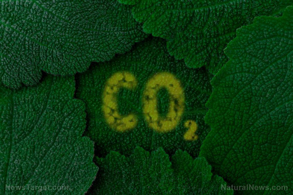 Geological records show correlation between falling CO2 levels and mass extinction events