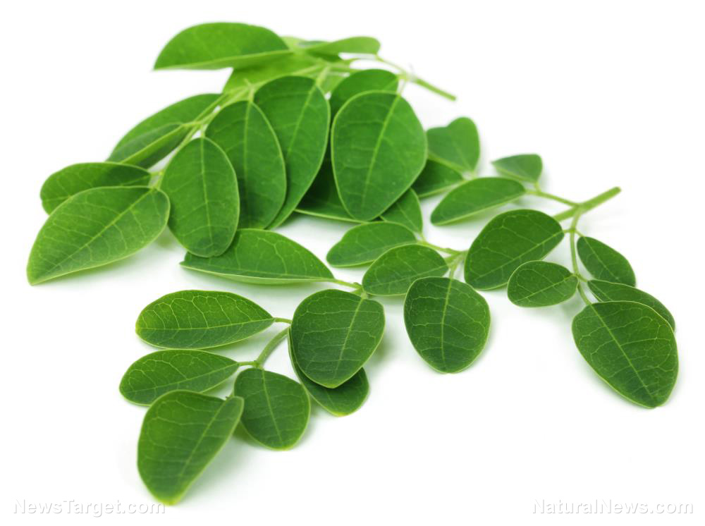 Why moringa deserves to be included in your daily diet   – NaturalNews.com