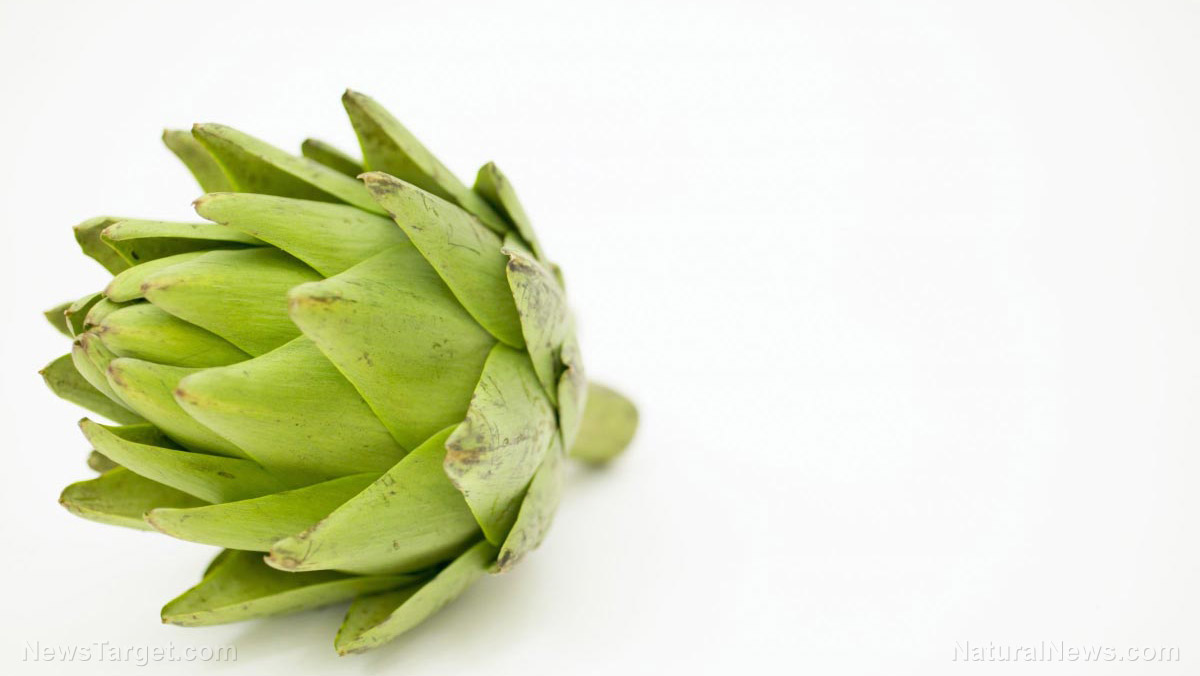 Add artichoke to your diet to help prevent gum disease   – NaturalNews.com