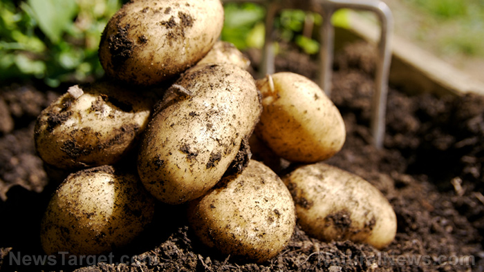 British potato shortage: Farmers warn U.K. could run out of staple crop   – NaturalNews.com