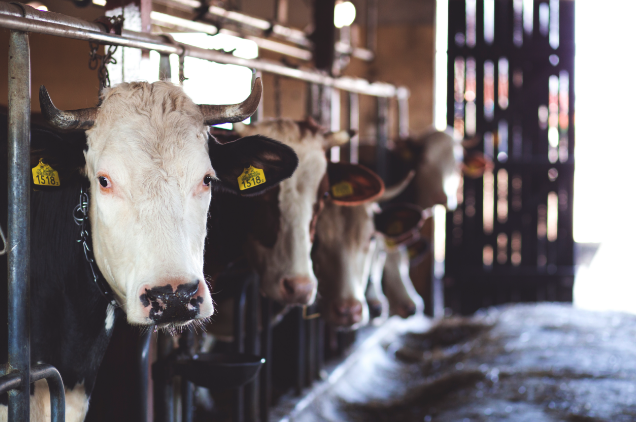 FOUR large mega corporations own 85% of America’s meat industry – only ONE is actually based in the U.S.   – NaturalNews.com