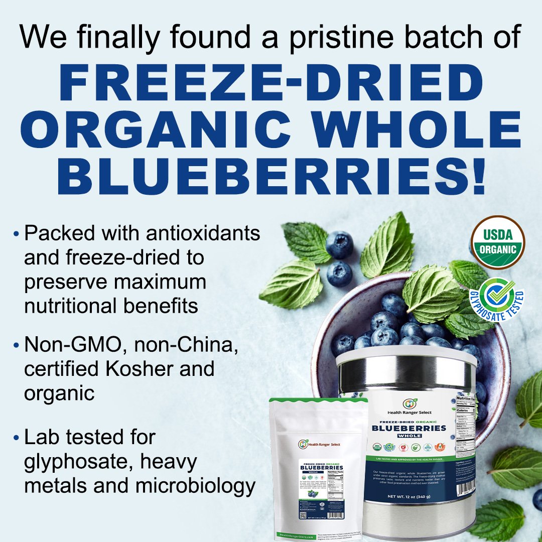 We finally secured a new pristine batch of Freeze-Dried Organic Whole Blueberries