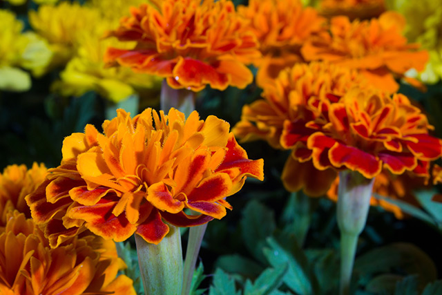 Marigolds possess a natural repellent against devastating pests   – NaturalNews.com