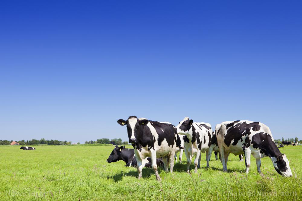 Oregon is waging a war against SMALL FARMERS   – NaturalNews.com