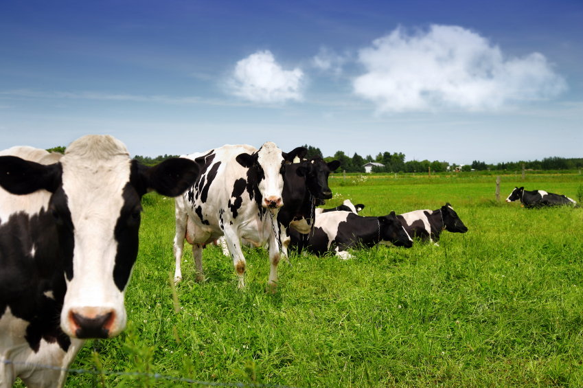 Researcher Sandi Adams: The so-called “food transition” is just a war on farmers to control the global food supply