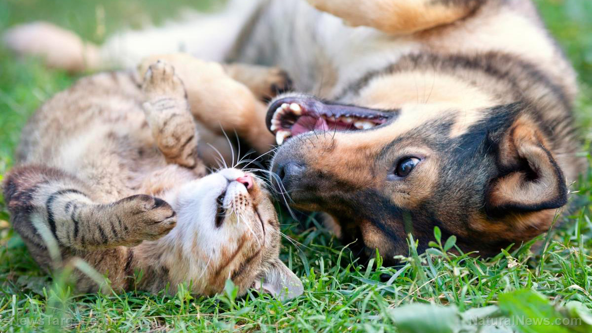 Spending just 10 minutes with your pets boosts your mood and relieves stress, say scientists   – NaturalNews.com