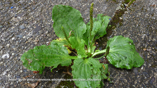 Plantain, a common driveway weed, is one of nature's most powerful medicines - NaturalNews.com