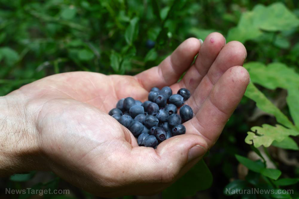 Studies look into the benefits of blueberries for heart disease, diabetes prevention   – NaturalNews.com