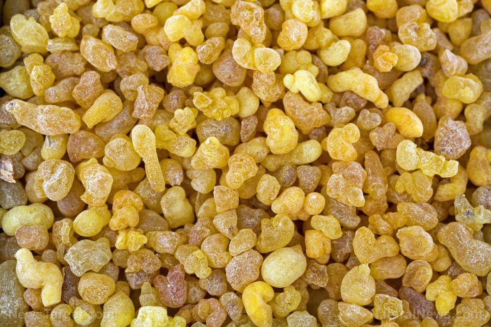 6 Reasons why boswellia is one of the most powerful herbal extracts available today   – NaturalNews.com