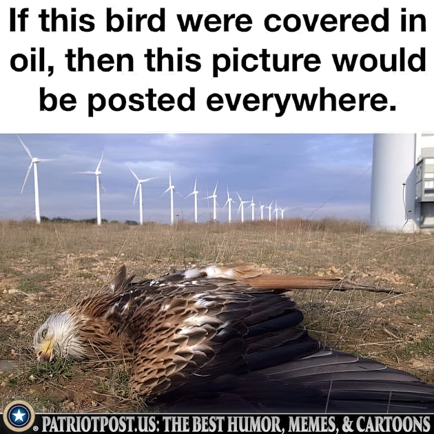 More Equal Wildlife Photos | The Patriot Post