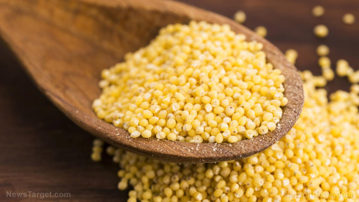 Here’s why you should eat more millet, a superfood packed with protein and fiber   – NaturalNews.com