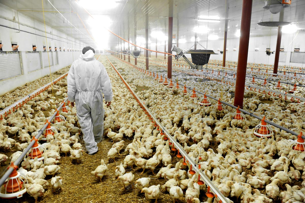 Largest producer of fresh eggs in the U.S. halts production because of claimed avian flu outbreaks in Texas and Michigan   – NaturalNews.com
