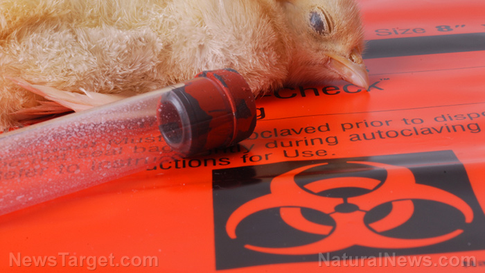 Here comes the “100 times worse” than COVID bird flu “pandemic” psy-op   – NaturalNews.com