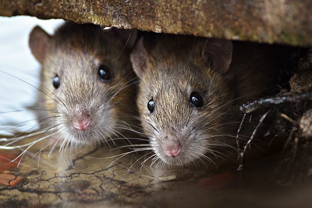 Leptospirosis cases on the rise in NYC – symptoms include kidney damage, meningitis, liver failure and death