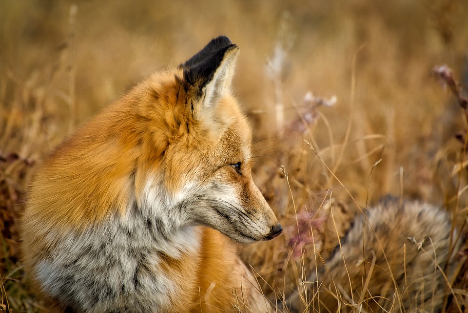 “Eco-friendly” brake cables that use soy-based insulation are being EATEN by foxes in England
