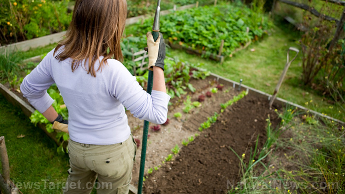 Home gardening tips: A beginner’s guide to composting