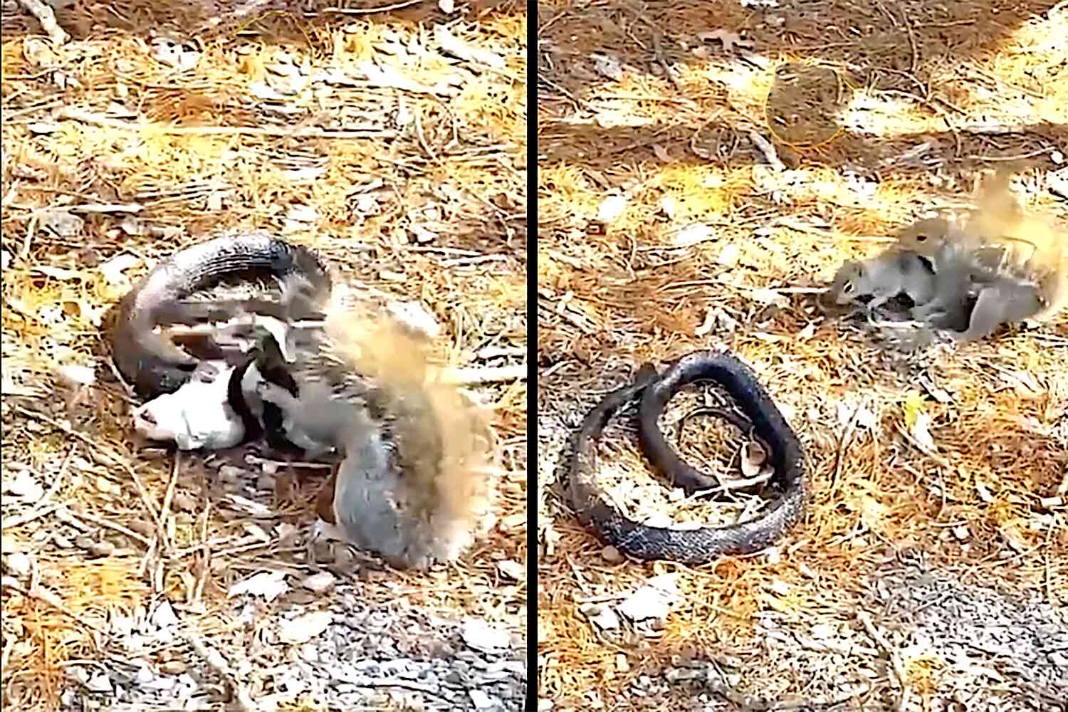 This momma squirrel wasn't gonna let a snake take her baby | Not the Bee