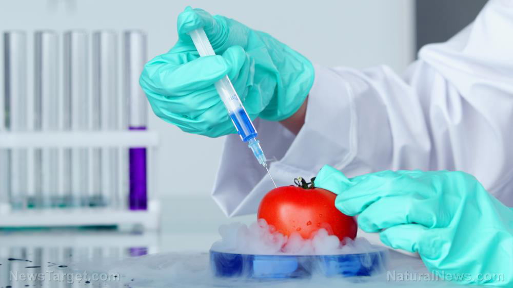 GMO “purple” tomatoes already popping up in the food chain