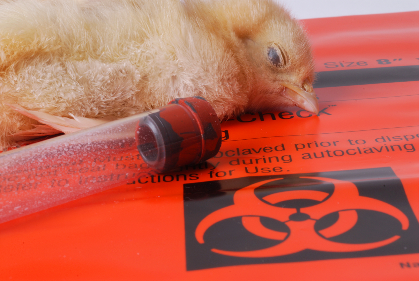 Robert Scott Bell: “Bloodshot eye” scare part of bird flu FEARMONGERING – Brighteon.TV
