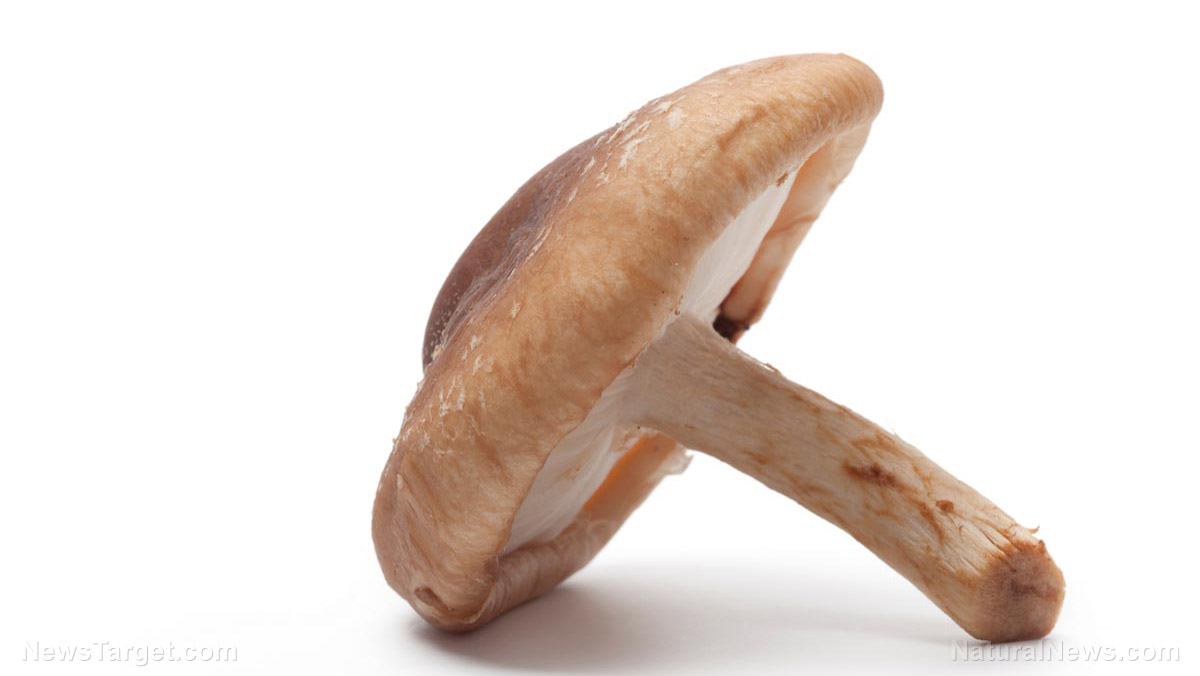 Nutrient-rich mushrooms can significantly lower the risk of cognitive decline   – NaturalNews.com