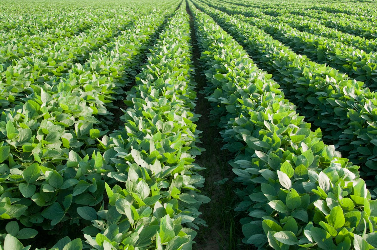 OINK SOYNK: USDA green-lights genetically modified soybeans that produce pig proteins