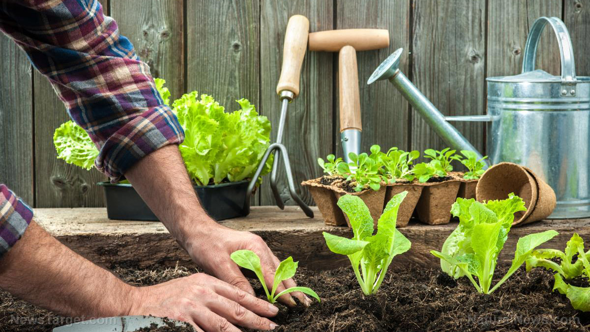 Grow your own feast: Top crops for your home vegetable garden   – NaturalNews.com
