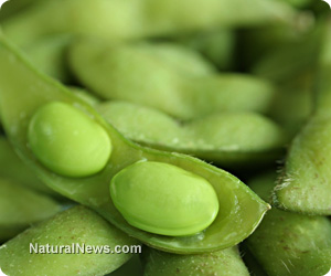 7 healthful reasons to add peas to your diet - NaturalNews.com