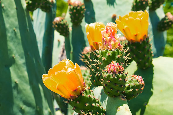 8 Edible plants to look for when you go hungry in the DESERT