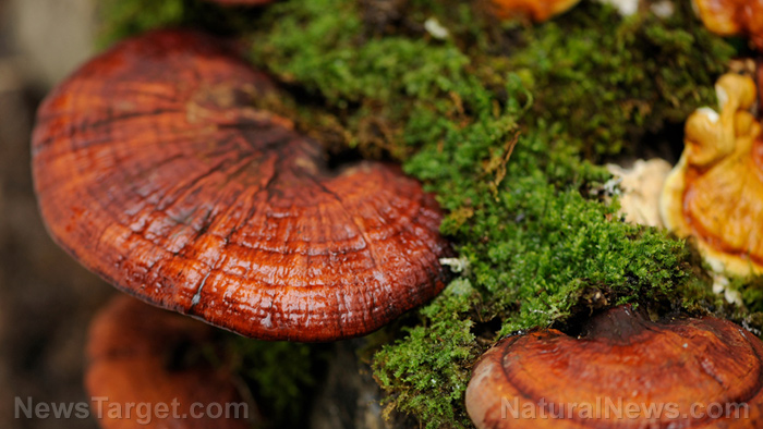 Reishi mushrooms can reduce cholesterol, prevent cellular damage   – NaturalNews.com