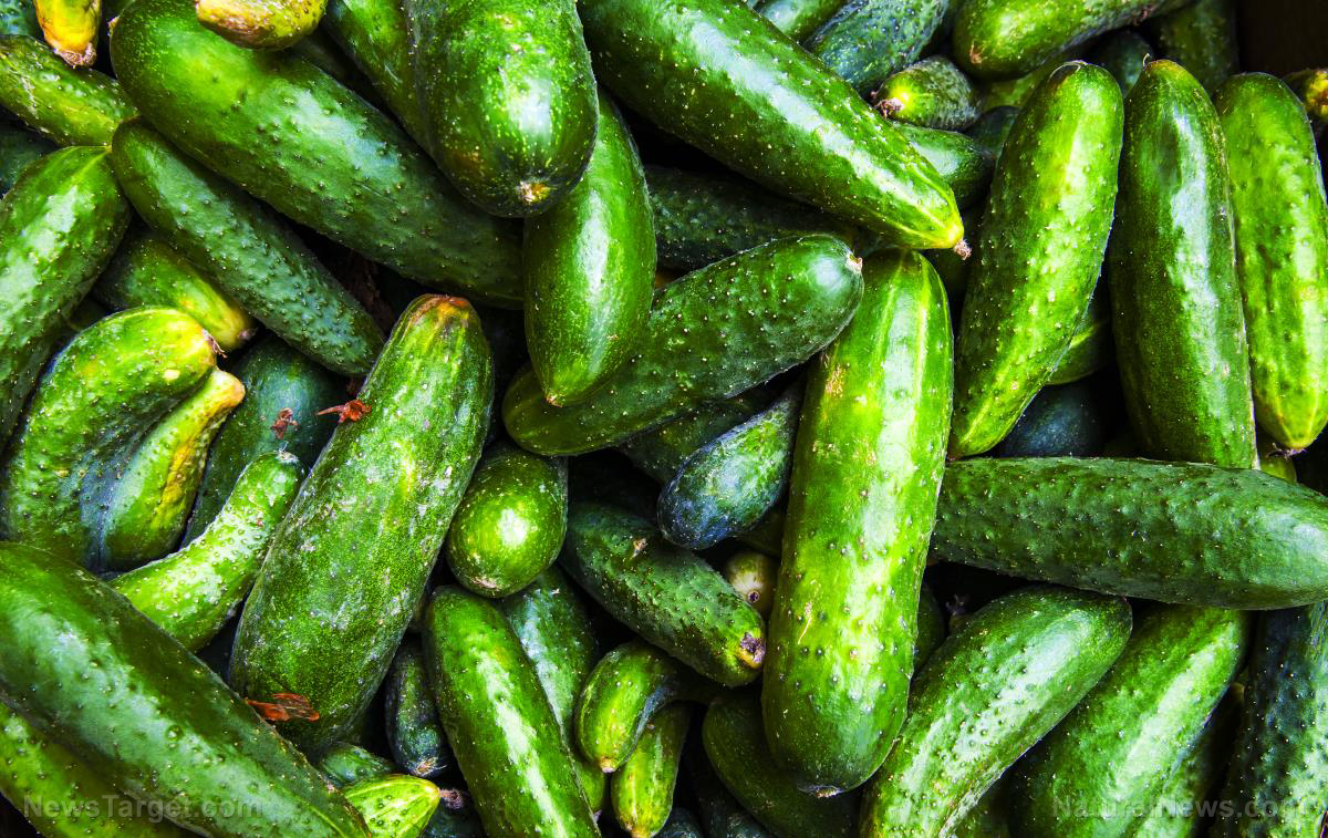 Cucumbers recalled from 14 states over salmonella scare