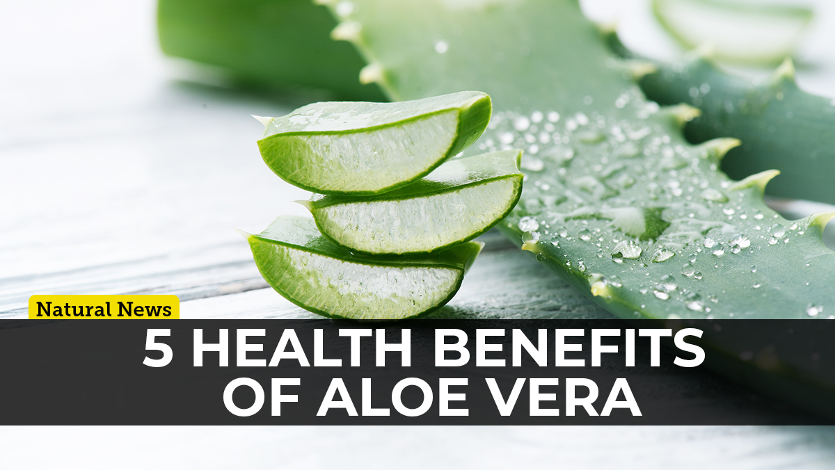 Aloe vera: The plant of immortality with proven health benefits   – NaturalNews.com