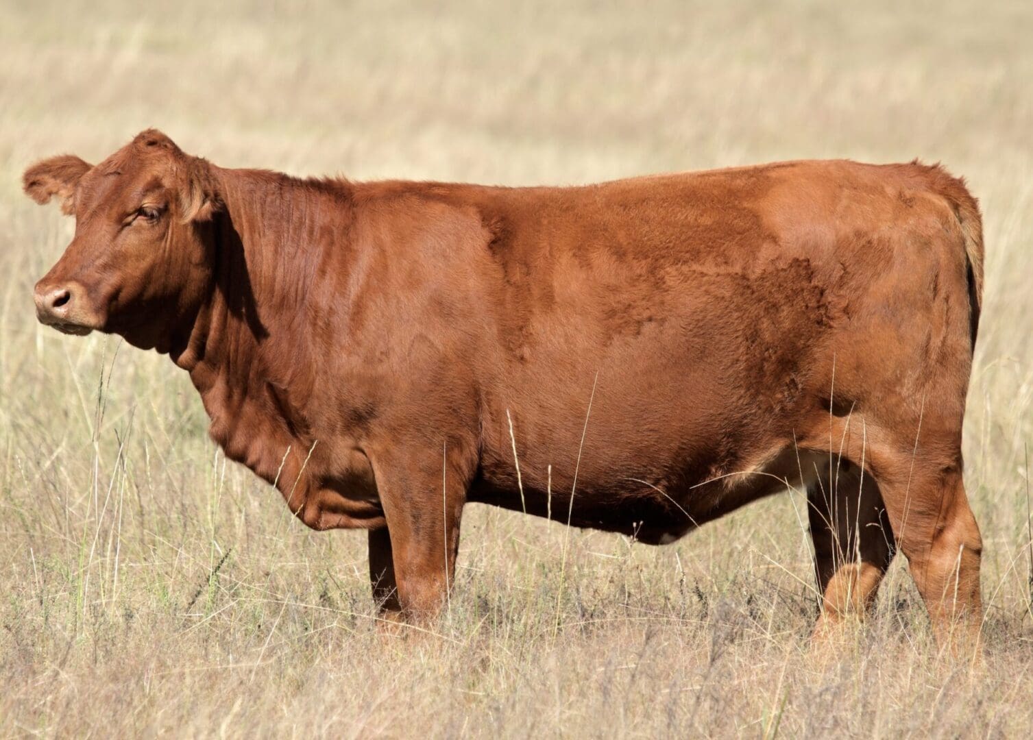 The mystery of the Red Heifer - The Daily Jot