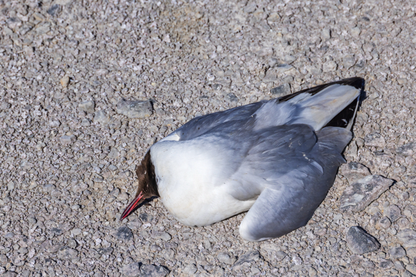 Independent media spreads fearmongering rhetoric to pave way for “BIRD FLU plandemic”