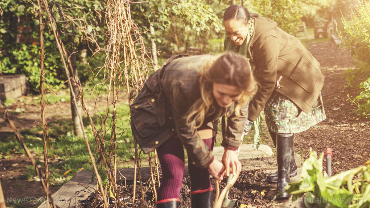 Keep your garden soil healthy with crop rotation