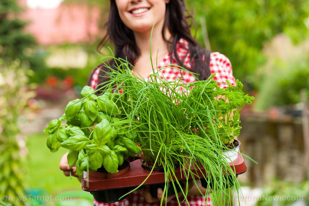 10 Medicinal plants you should have in your home garden   – NaturalNews.com