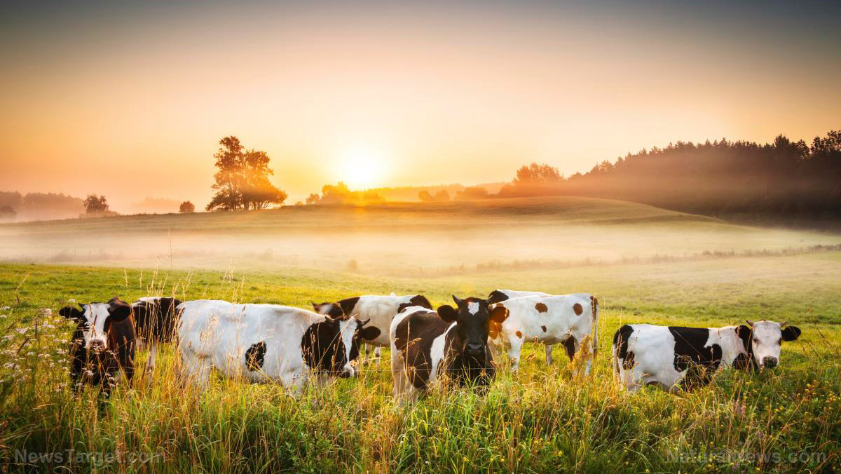 Denmark to introduce world’s first CARBON TAX on livestock as globalists target food supply chain to engineer famine