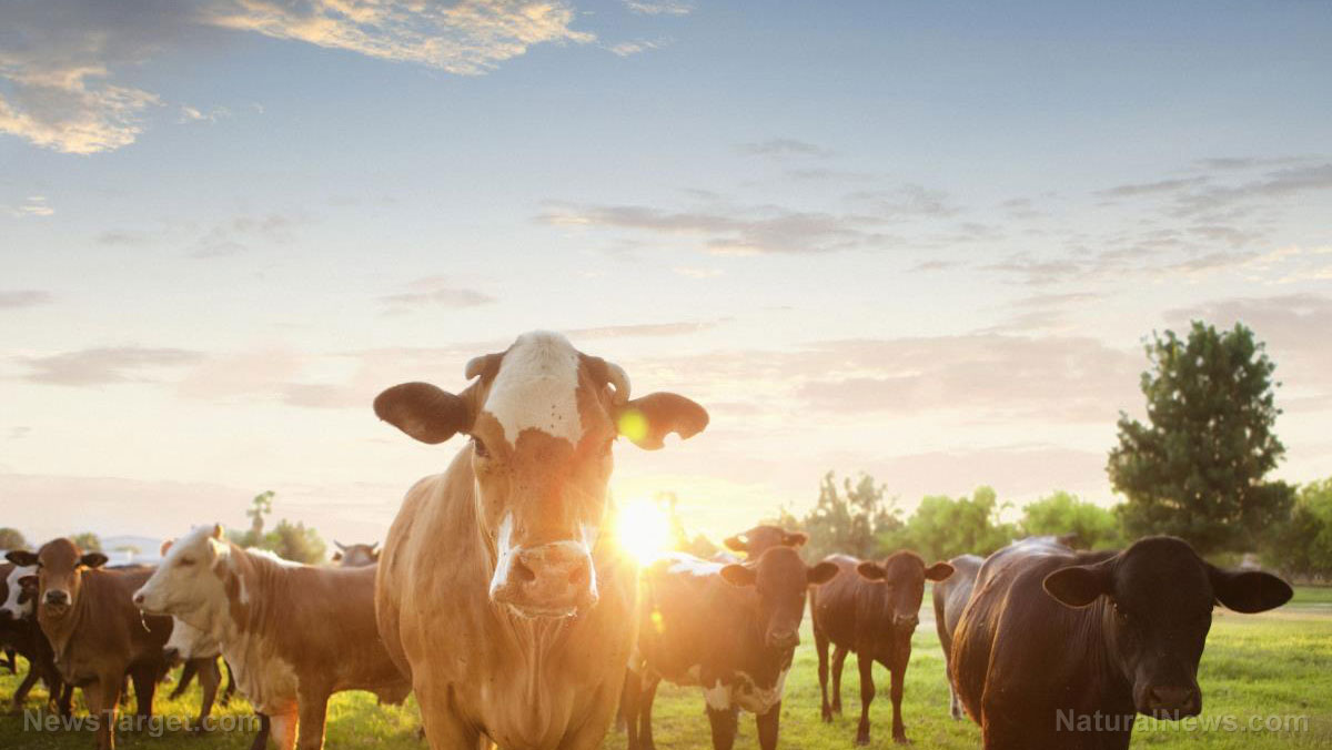 MARKED FOR DEATH: USDA pushing for mandatory tagging of cattle so they know how many to order to be slaughtered